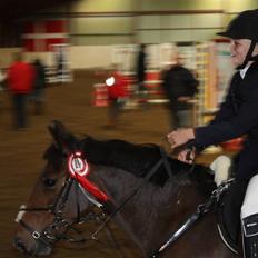 Svensk Sportspony  Ainée B-pony. Solgt!