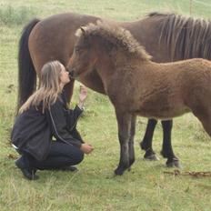 Islænder Edda fra Sandsbjerggård