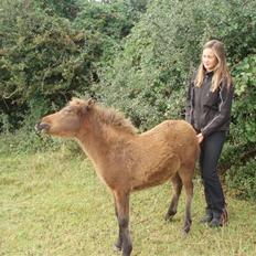 Islænder Edda fra Sandsbjerggård