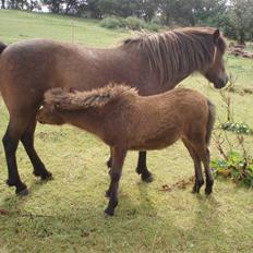 Islænder Edda fra Sandsbjerggård