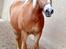 Haflinger lonnie - du er så smuk.