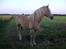 Haflinger Mirabell   (Storesøsters)