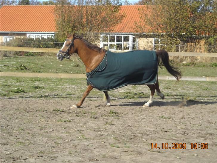 Anden særlig race Surprise - Hun gallopere, hun er bare så smuk billede 17