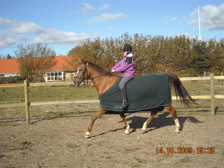 Anden særlig race Surprise - Vi traver igen =0) billede 18