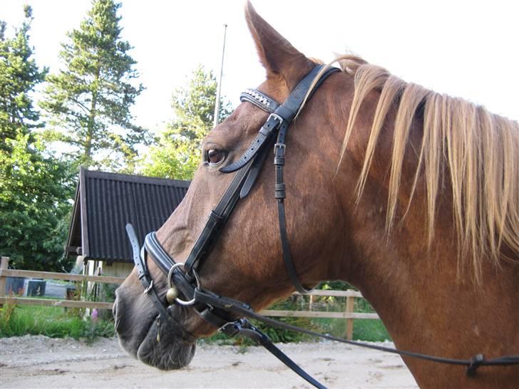 Anden særlig race Charlie Chaplin:) - Se mit kønne hoved!<3 billede 4