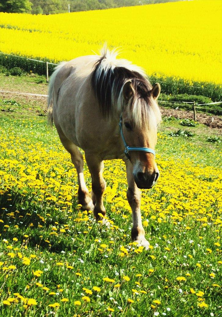 Fjordhest Thor - Med håb nåede selv sneglen Noahs Ark.. Vi skal nok blive gode! ”At være elsket giver dig styrke, mens det at elske giver dig mod.” - Lao Tzu billede 10