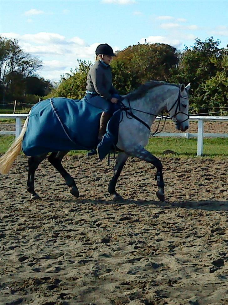 Tysk Oldenburger Silverstone billede 4