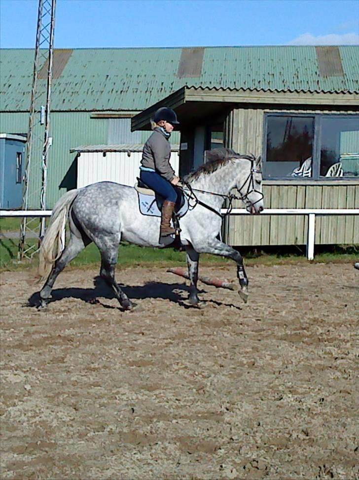 Tysk Oldenburger Silverstone billede 6