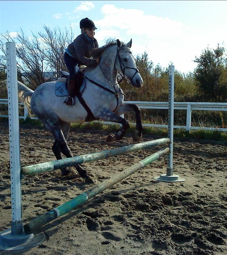 Tysk Oldenburger Silverstone billede 7