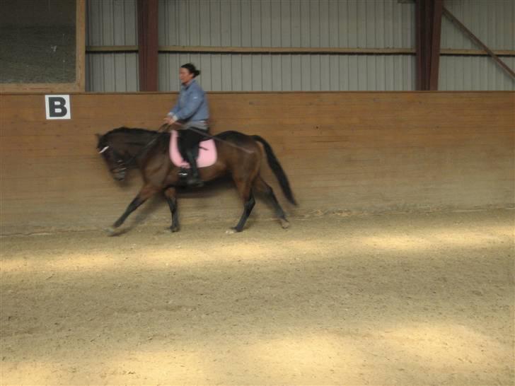 New Forest Alhedens Delight billede 14