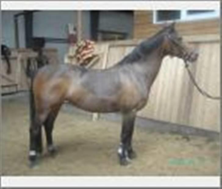 Anden særlig race Dancing Destiny*solgt* *Savnet* billede 1