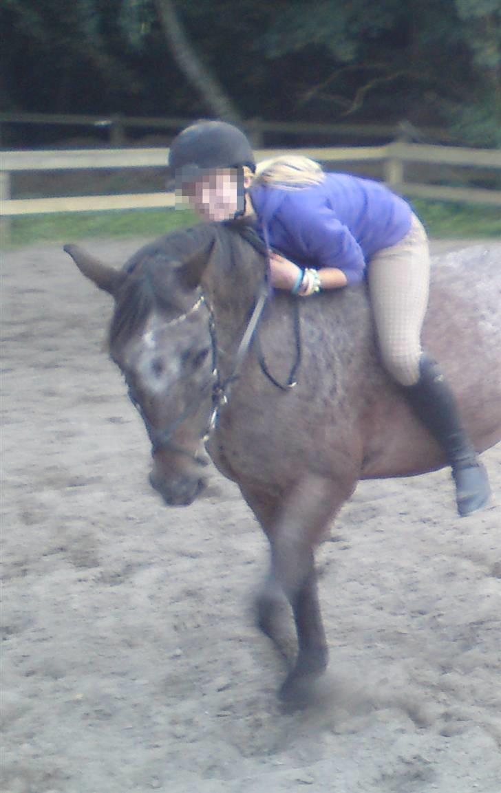 Knabstrupper gipsy (gamle part) billede 17