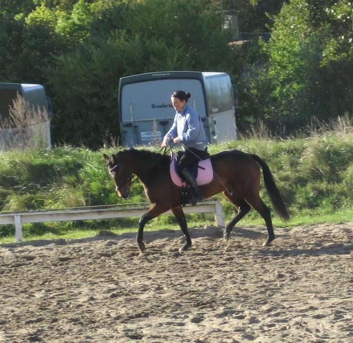 New Forest Alhedens Delight billede 16