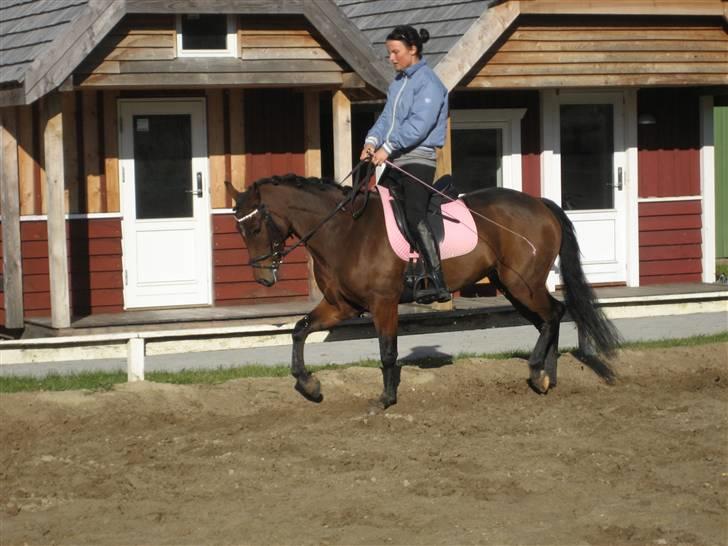 New Forest Alhedens Delight billede 17
