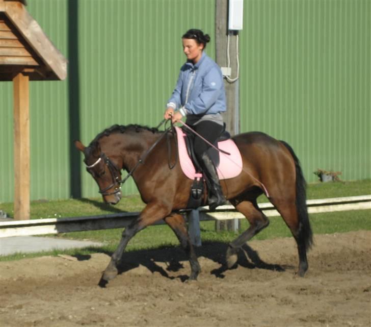 New Forest Alhedens Delight billede 18