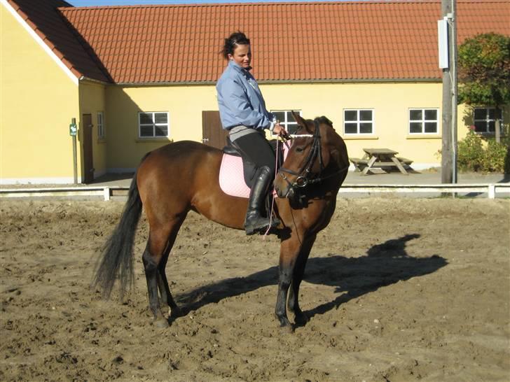 New Forest Alhedens Delight billede 19