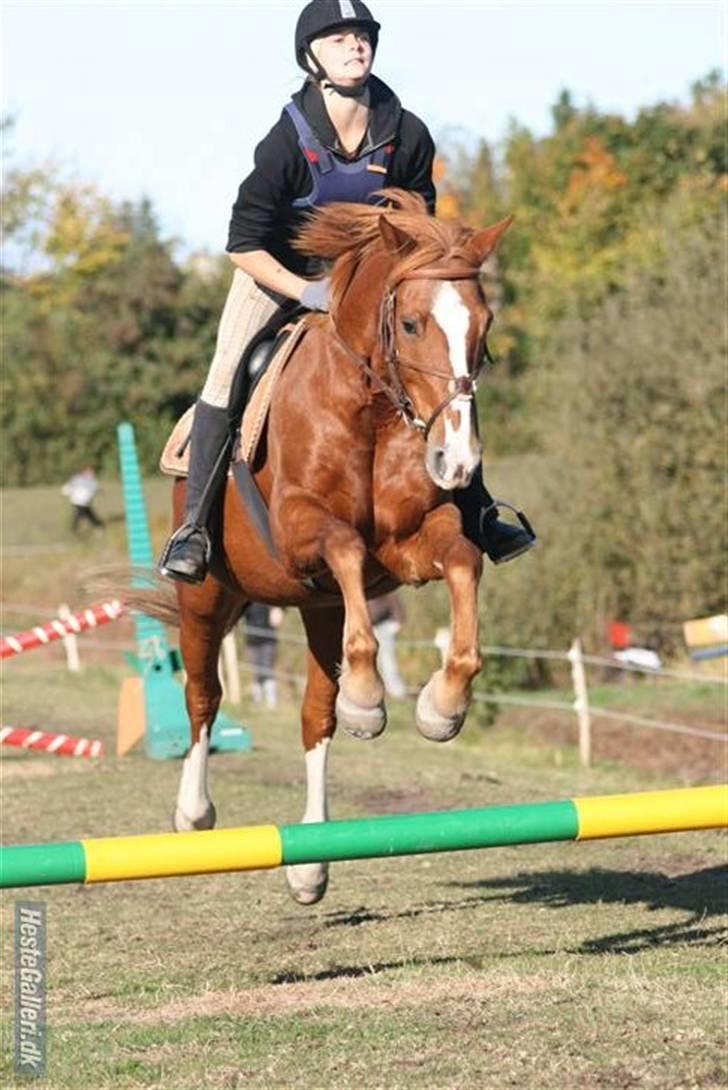 Anden særlig race WhiteSocks - Stævne (: Kig ikke på min opstilling x3 Tusind tak Lund!<3 billede 6
