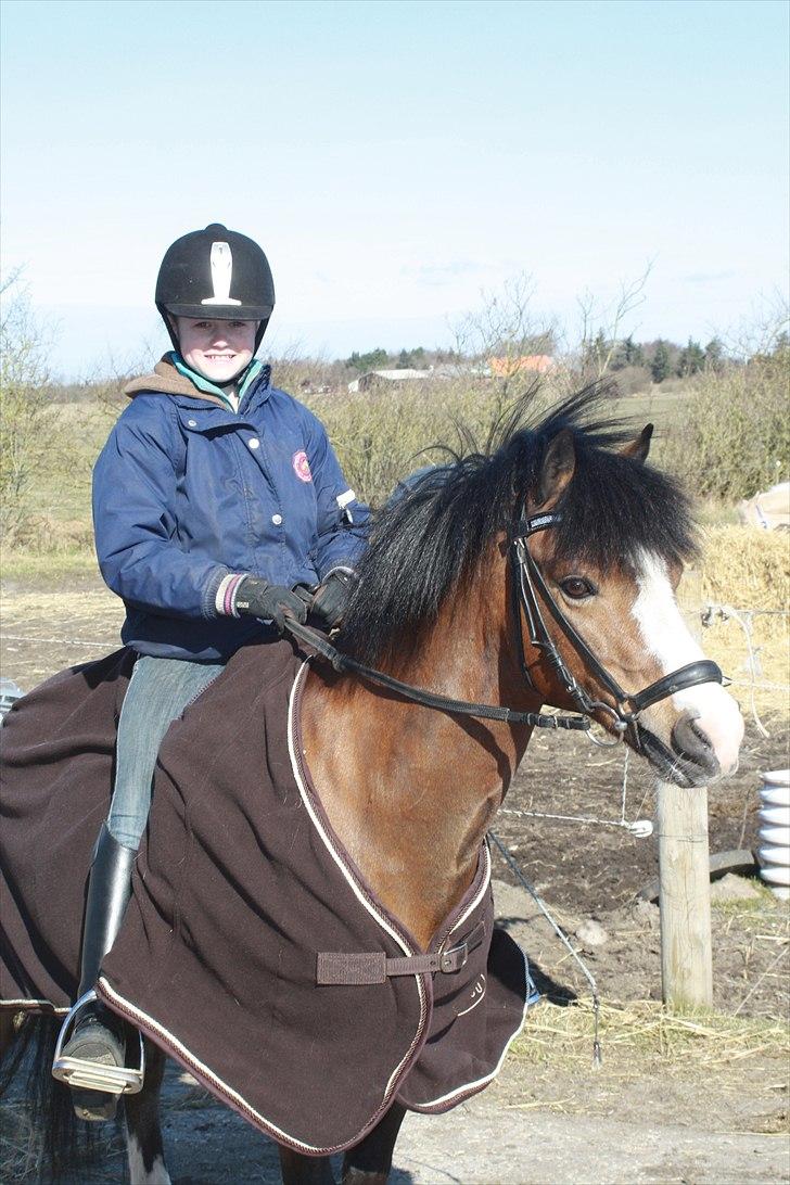Welsh Mountain (sec A) Springbourne Huckleberry A-PONY (SOLGT) - skal til at ridetur med næsten hele stalden!
2011 billede 2