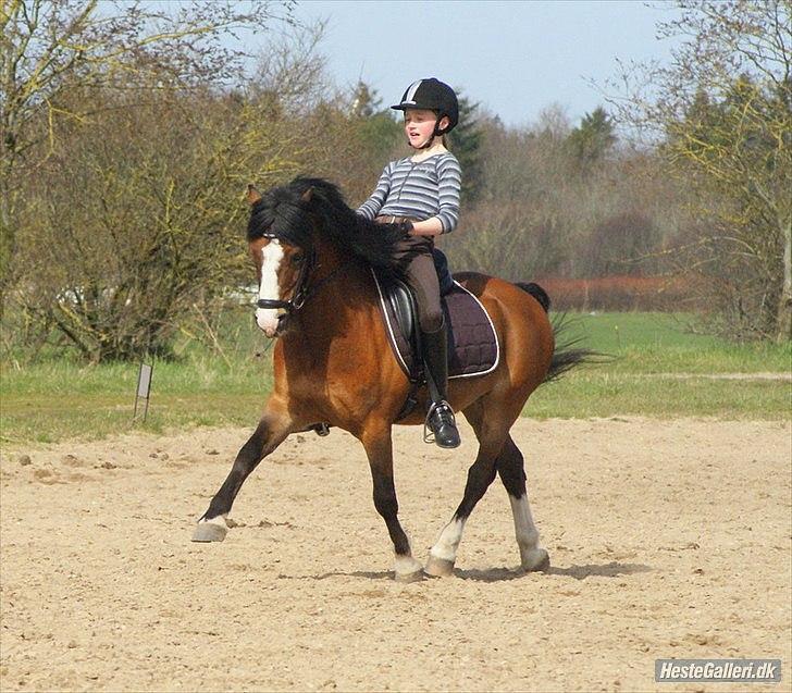 Welsh Mountain (sec A) Springbourne Huckleberry A-PONY (SOLGT) - Du er så fiiin <33 tak vibeke som har taget billedet!
2011 billede 3