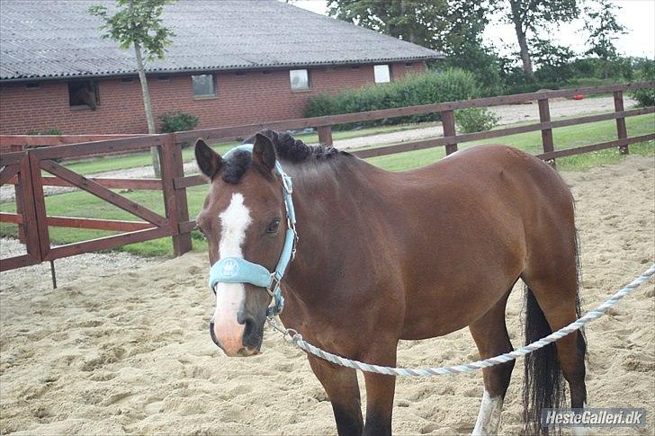 Welsh Mountain (sec A) Springbourne Huckleberry A-PONY (SOLGT) - model-billede! billede 7