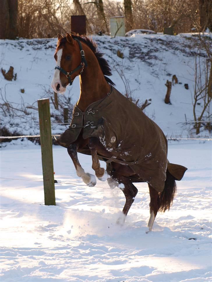 Tysk Sportspony Artos (fedtmulen) B-pony - den viiilde pony artos :D ! <3.   Foto: Mig billede 10