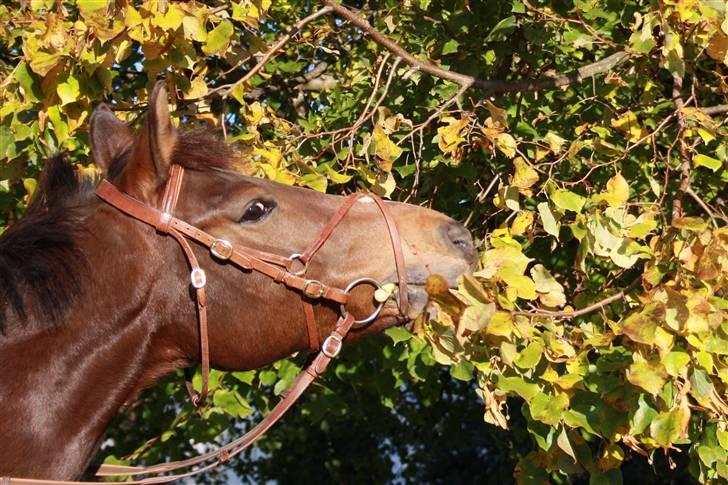 Anden særlig race Lucky  - Velkommen til Pukkys profil :D Her er han igang med at klippe Henrys træ xD billede 1