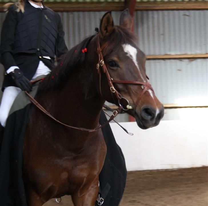 Anden særlig race Lucky  - Puuk til stævne xP <3 billede 5