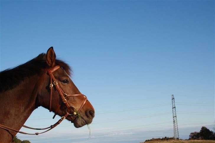 Anden særlig race Lucky  - Smukt billede, smuk hest billede 11