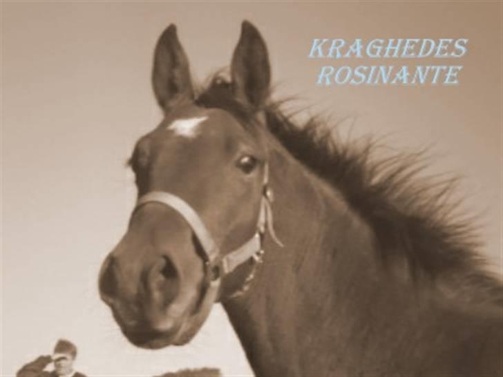 Dansk Varmblod Kraghedes Rosinante billede 18