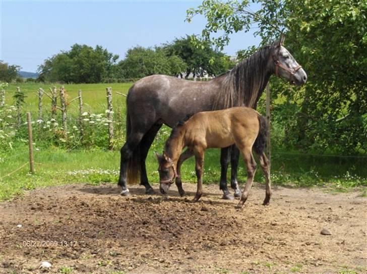 Pura Raza Española Contessa - Her er Contessa og Espiranza lige kommet hjem til os i sommer. billede 8