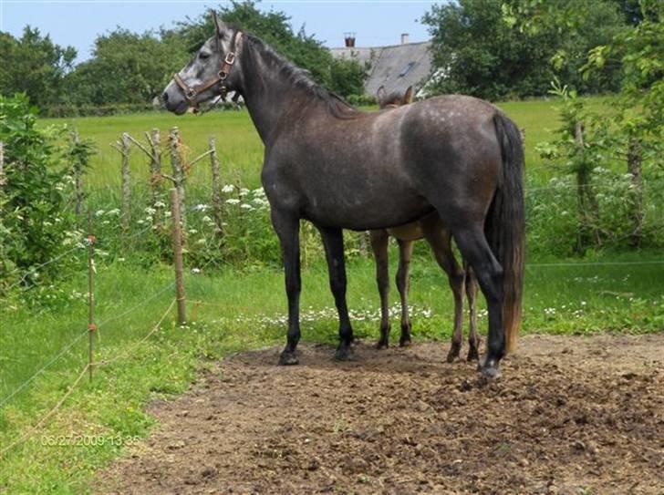 Pura Raza Española Contessa - Alt er nyt og spændende.. billede 9