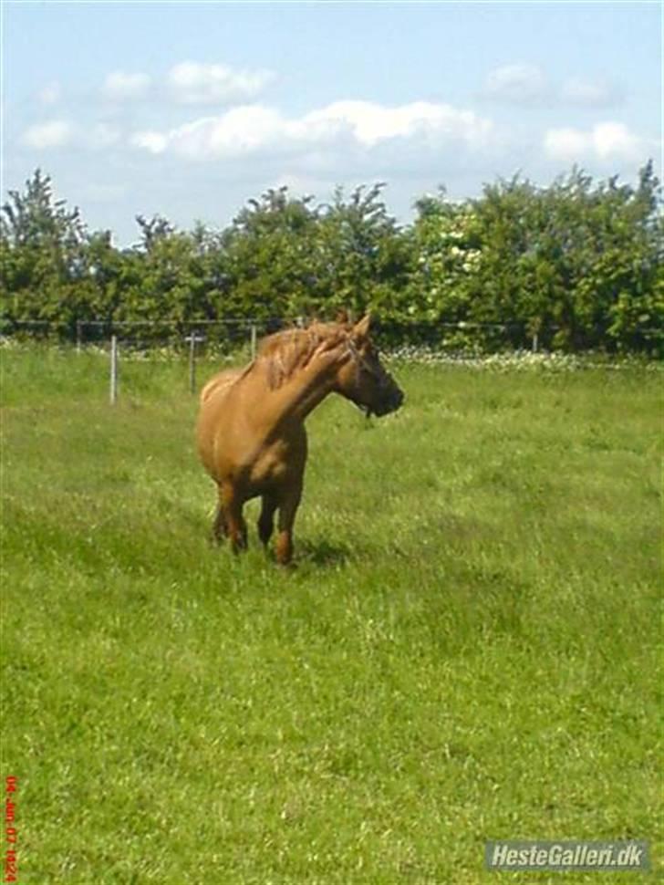 Anden særlig race Ronja røver datter billede 12