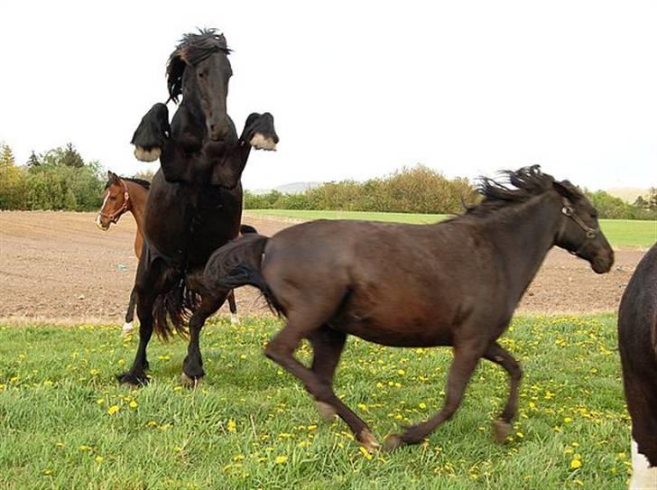 Frieser Tikki - Sikke en sur dame.. billede 14