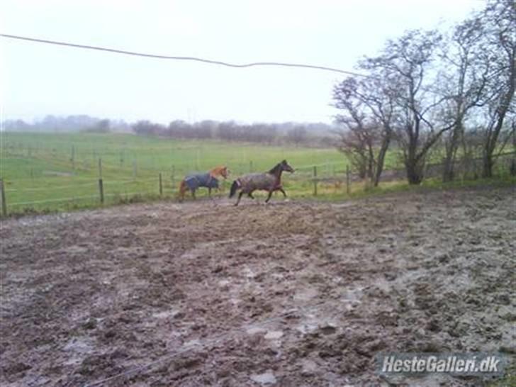 Anden særlig race Ronja røver datter billede 14