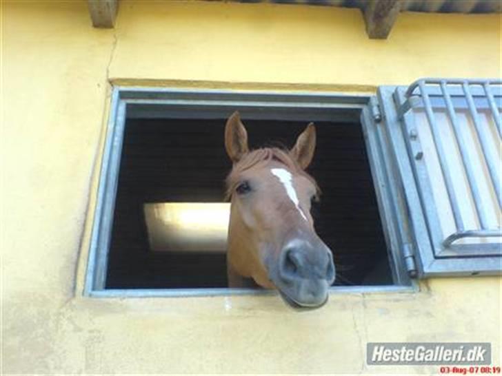 Anden særlig race Ronja røver datter billede 16