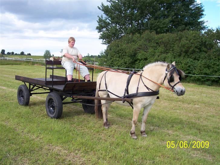Fjordhest Lotte / Solgt billede 1