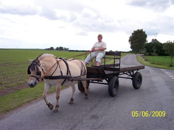 Fjordhest Lotte / Solgt billede 2