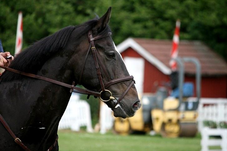 Irsk Sportspony Top Bacardi - SOLGT - MB til Svendborg distriktsstævne, nul og 3 plads :) Foto: Clara Chop billede 4