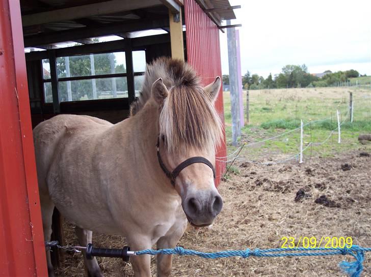 Fjordhest Lotte / Solgt billede 3