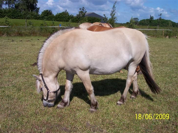 Fjordhest Lotte / Solgt billede 4