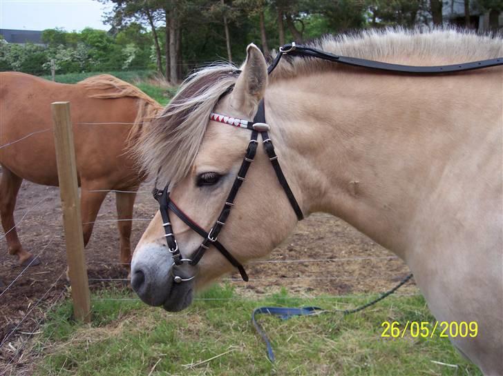 Fjordhest Lotte / Solgt billede 5