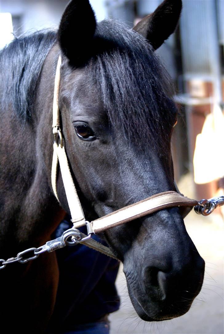 New Forest Sheila [*elevpony*] SOLGT - 1) Velkommen til Sheilas profil. Nyd skønheden. Beklager ingen ridebilleder - kameraet er ikke godt i ridehus :D <3 FOTO: Mig - Km-photo. billede 1