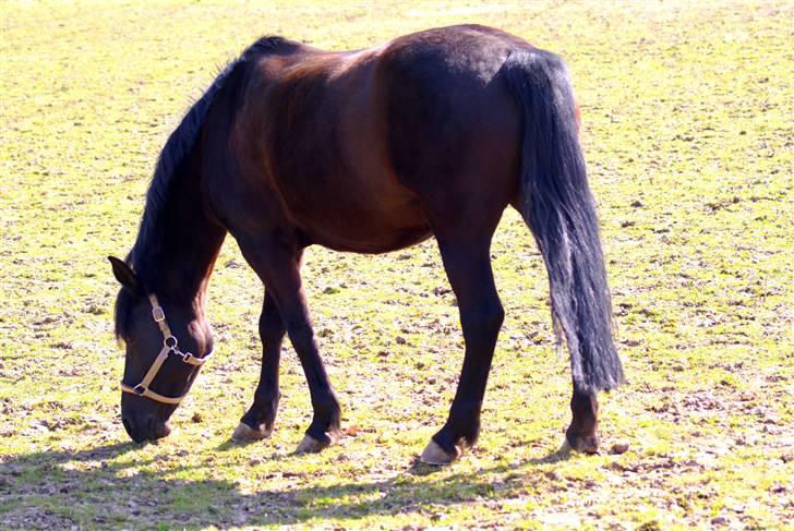 New Forest Sheila [*elevpony*] SOLGT - 2) Sheila på fold en varm sommerdag :D <3 FOTO: mig - Km-photo :d billede 2
