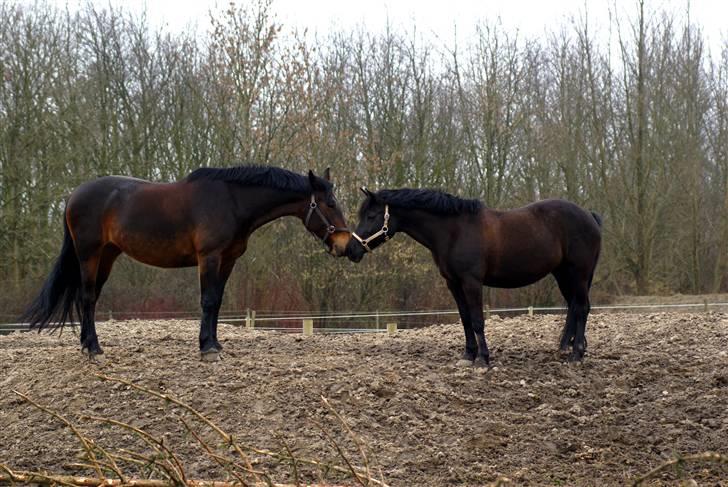 New Forest Sheila [*elevpony*] SOLGT - 3) Sheila hilser på Molly :p <3 FOTO: Mig - KM-photo billede 3