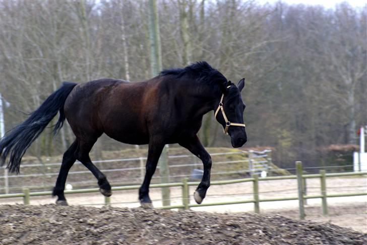 New Forest Sheila [*elevpony*] SOLGT - 4) Den lækre hoppe viser sig lige lidt :p <3 FOTO: mig - km-photo billede 4