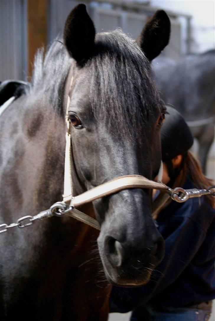 New Forest Sheila [*elevpony*] SOLGT - 5) Hendes ædle hoved :D <3 Hun er såsåså skøn <3 FOTO: mig - km-photo billede 5