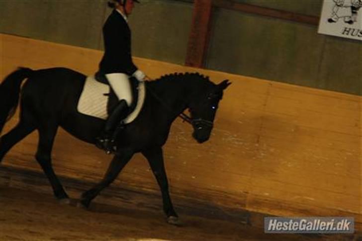New Forest Sheila [*elevpony*] SOLGT - 6) Sofie rider Sheila til stævne - LC3. <3 billede 6