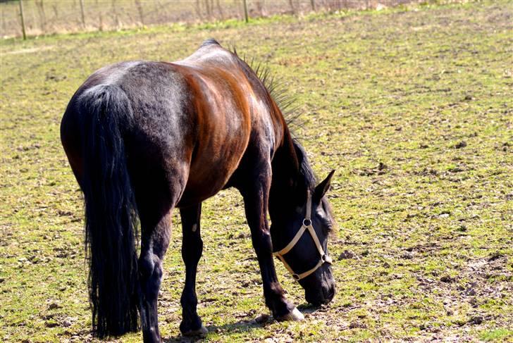 New Forest Sheila [*elevpony*] SOLGT - 7) Sheila en varm sommerdag :D <3 smukke tøs. FOTO: mig - km-photo billede 7