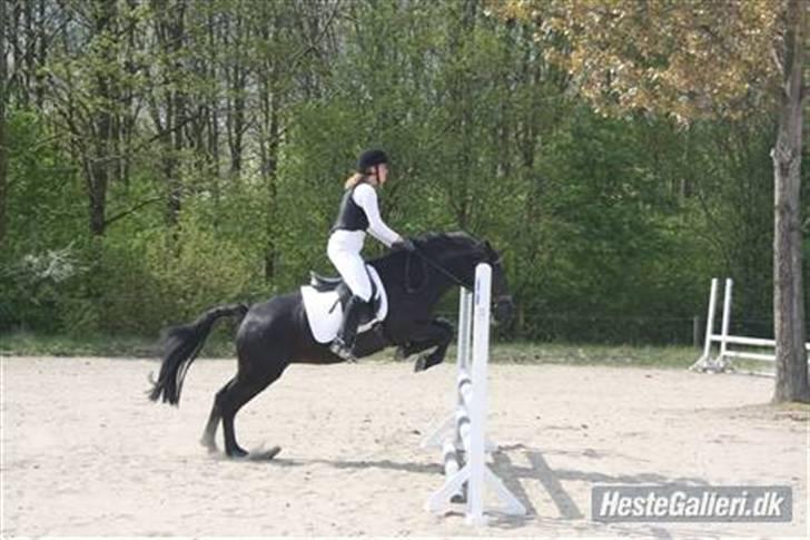 New Forest Sheila [*elevpony*] SOLGT - 8) Sheila den store springer :p <3 Ikke mig der springer. billede 8