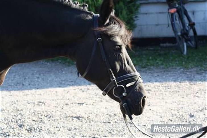 New Forest Sheila [*elevpony*] SOLGT - 9) Sheila musen med rosenknopper :i <3 hun er så smuk. billede 9